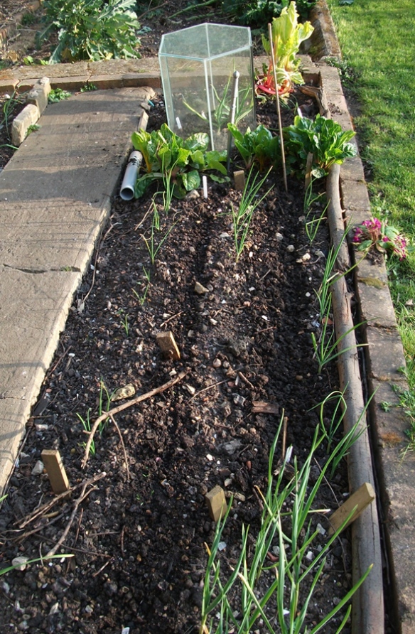 Veg Bed March 2014