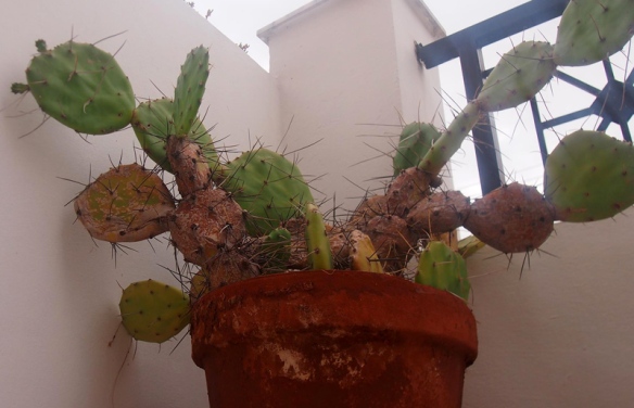 Cactus_3